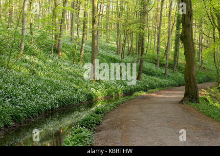 View of Wild Garlic (Allium ursinum), stream and path through Skipton Castle Woods, Skipton, North Yorkshire, England, May Stock Photo