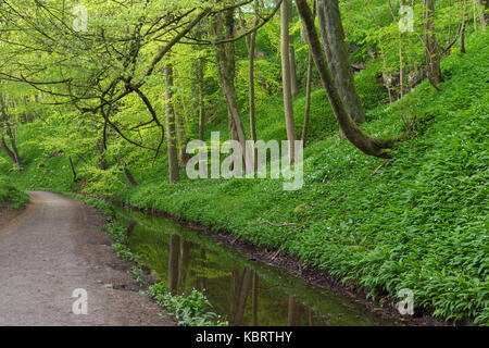 View of Wild Garlic (Allium ursinum), stream and path through Skipton Castle Woods, Skipton, North Yorkshire, England, May Stock Photo