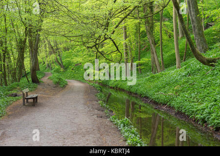 View of Wild Garlic (Allium ursinum), stream and path through Skipton Castle Woods, Skipton, North Yorkshire, England, May Stock Photo