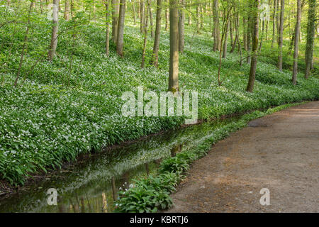 View of Wild Garlic (Allium ursinum), stream and path through Skipton Castle Woods, Skipton, North Yorkshire, England, May Stock Photo