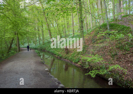 View of path through Skipton Castle Woods, Skipton, North Yorkshire, England, May Stock Photo