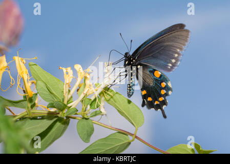 Pipevine Swallowtail butterfly feeding on a Japanese Honeysuckle flower with blue sky background Stock Photo