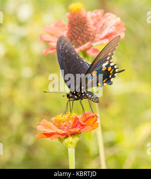 Pipevine Swallowtail butterfly feeding on an orange Zinnia in summer garden Stock Photo