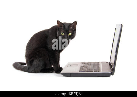 Black cat with a contemplating look on her face sitting in front of a laptop computer, on white background Stock Photo