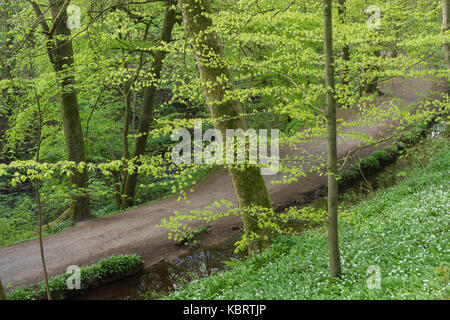 View of path through Skipton Castle Woods, Skipton, North Yorkshire, England, May Stock Photo