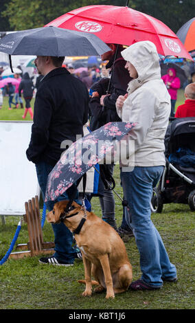 York, UK. 30th September, 2017. A dog taking shelter from persistant rain during the York Hot Air Balloon Fiesta on 30 September 2017. The wet and overcast conditions prevented any balloons from being launched during the afternoon. Credit: James Copeland/Alamy Live News Stock Photo