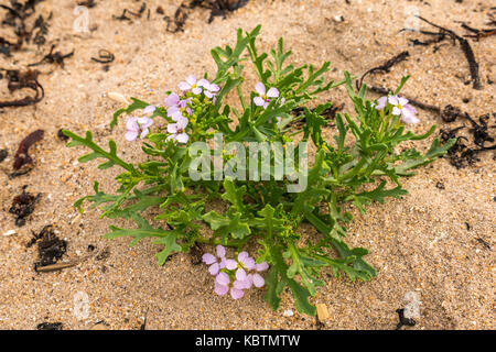 Purple flowers of the edible European sea rocket or sea mustard, Cakile maritima, growing in sand on  beach, East Lothian, Scotland, UK Stock Photo