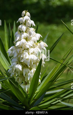 common plant in Central America the Yucca Gigantea or Itabo is used as an ingredient with a bitter flavor, close cup of the bloom here with a natural  Stock Photo