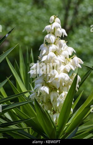 common plant in Central America the Yucca Gigantea or Itabo is used as an ingredient with a bitter flavor, close cup of the bloom here with a natural  Stock Photo