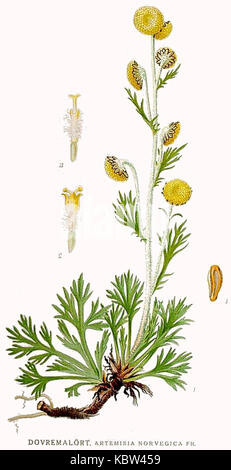 536 Artemisia norvegica Stock Photo