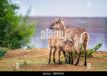 Common waterbuck in Kruger national park, South Africa ; Specie Kobus ellipsiprymnus family of Bovidae Stock Photo