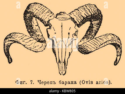 Brockhaus and Efron Encyclopedic Dictionary b52 879 2