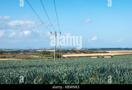 Line of electricity cable poles across a field crop of leeks on sunny Autumn day looking towards Firth of Forth, East Lothian, Scotland, UK Stock Photo