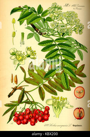 Illustration Sorbus aucuparia0