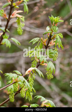 Emerging flowers and foliage of Acer pseudoplatanus, the sycamore tree,in Spring Stock Photo