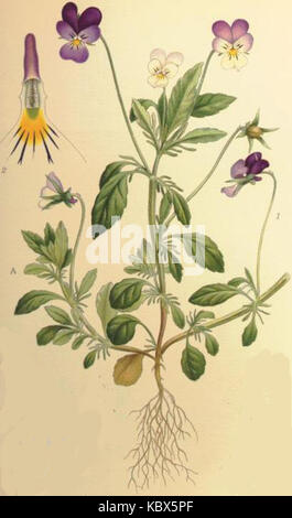 Viola tricolor styvmorsviol