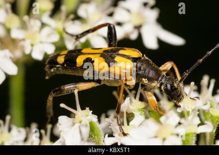 Adult spotted longhorn beetle, Rutpela maculata, feeding on umbellifer flowers Stock Photo