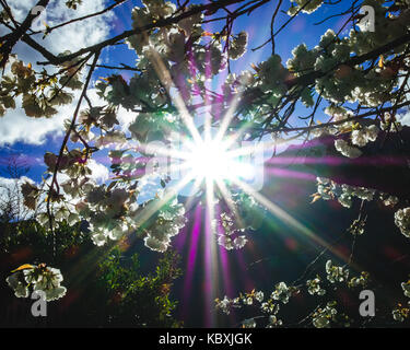The sun bursts through a cherry blossom tree in Queenstown, New Zealand Stock Photo