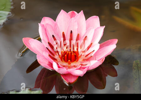Full bloom lotus (Nymphaea lotus / water lilies) in the water Stock Photo