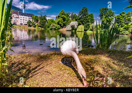 White Swan on the ground near the lake. Stock Photo