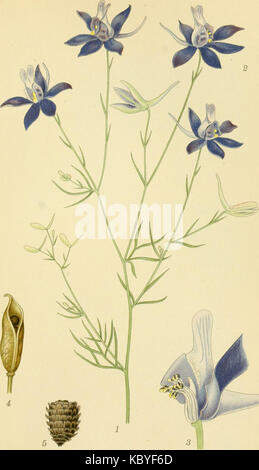 Billeder af nordens flora (1917) (14784463332) Stock Photo