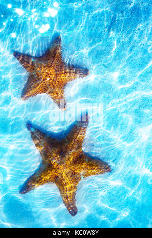 Art real live seastar on a white sand  background Stock Photo