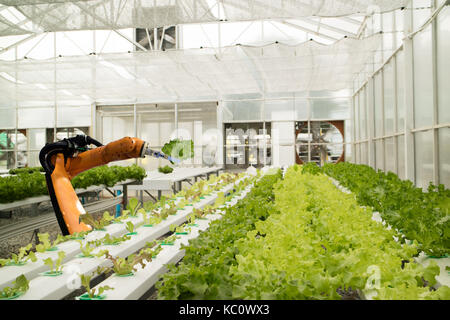 smart robotic in agriculture futuristic concept, robot farmers (automation) must be programmed to work in the vertical or indoor farm for increase eff Stock Photo