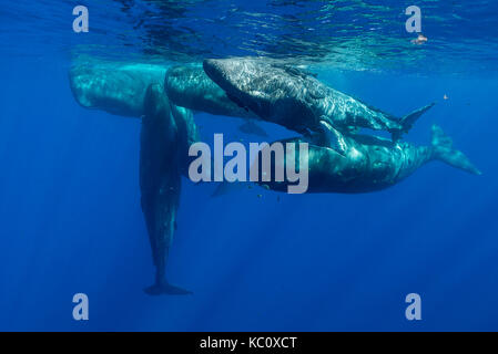 Pod of sperm whale calves and juveniles in a social group, Indian Ocean, north western Mauritius. Stock Photo