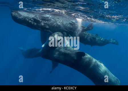 Pod of sperm whale calves and juveniles in a social group, Indian Ocean, north western Mauritius. Stock Photo