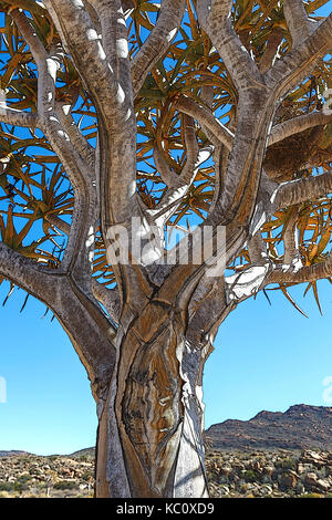 Kokerboom, or Quiver Tree, Aloidendron dichotomum (syn. Aloe dicotoma) near Kamieskroon, Western Cape, South Africa. Posterised image. Stock Photo