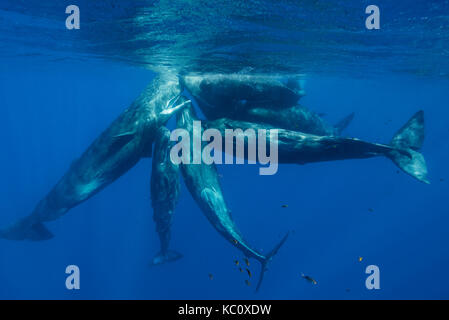 Pod of sperm whale calves and juveniles in a social group, Indian Ocean, north western Mauritius. Stock Photo