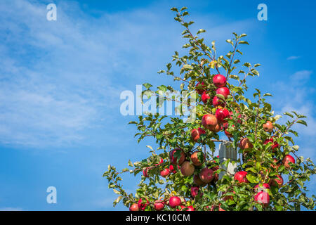 Red ripe apples on branch, blue sky background. Fresh Fuji apples.. Stock Photo