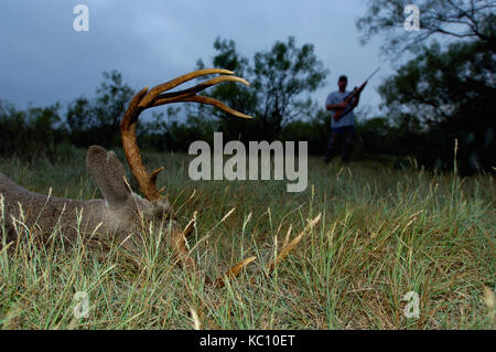 A deer hunter approaches the whitetail buck he has shot on a ranch in South Texas Stock Photo