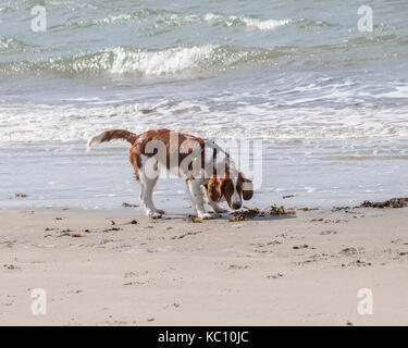 Six months old Welsh Springer Spaniel on seashore Stock Photo