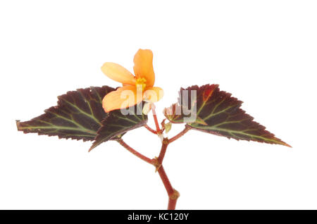 Orange begonia flower and veined leaves isolated against white Stock Photo