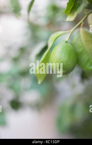 Green lemon hanging on a branch with leaves DOF background fresh fruit growing your own simple living Stock Photo