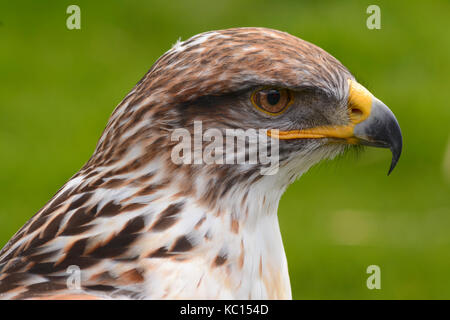 Head shot of a Saker Falcon (Falco Cherrug) Stock Photo