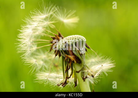 A dandelion (Taraxacum) seed head with missing seeds that have been blown by the wind Stock Photo