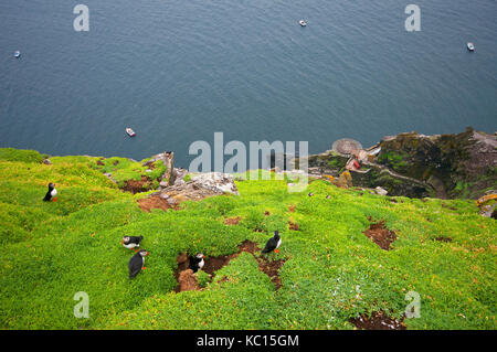 Puffins (Fratercula arctica) on the grassy cliffs of Skellig Michael Island, County Kerry, Ireland Stock Photo