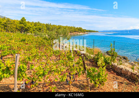 Vineyards on sea coast of Brac island near Bol town, Croatia Stock Photo
