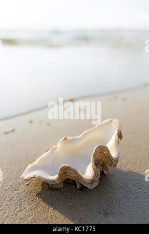 Sea background with seashell on the sandy beach Stock Photo