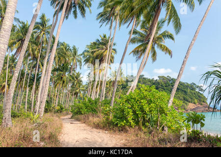 Palm trees near the beach on Koh Chang island in Thailand Stock Photo