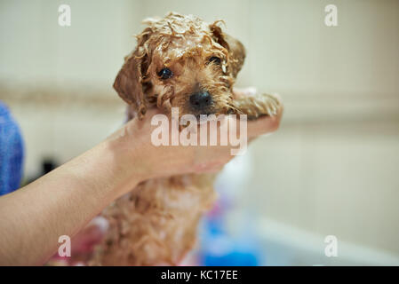Cleaning puppy dog service. Wet small poodle puppy Stock Photo