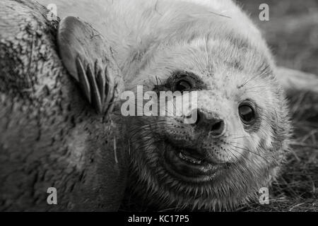 Young newly born grey seal pup at Donna Nook national natural reserve in Lincolnshire, UK Stock Photo