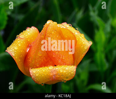 Bright yellow and red tulip in the garden with rain drops. Stock Photo
