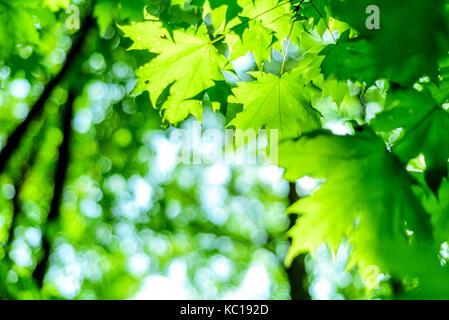 Early morning sunlight shines through lush green forest leaves in a nature woodland setting Stock Photo
