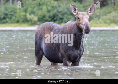 Moose Feeding in Pond in Glacier National Park in Montana Stock Photo