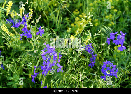 Wild blue larkspur flowers growing in nature with green vegetation and leaves Stock Photo