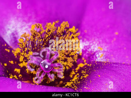 Beautiful purple and pink flower, with bright yellow center, Portulaca grandiflora species, closeup macro, with lots of polllen and water droplet Stock Photo