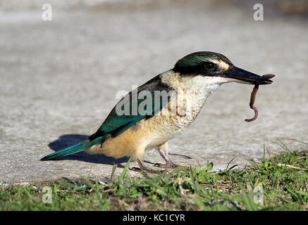 New Zealand kingfisher Stock Photo